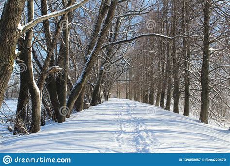 Snow Road In The Winter Forest Stock Image Image Of Outdoor Nature