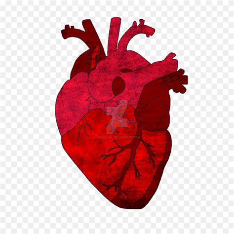 El Corazón Humano Corazón Humano Png Impresionante Libre
