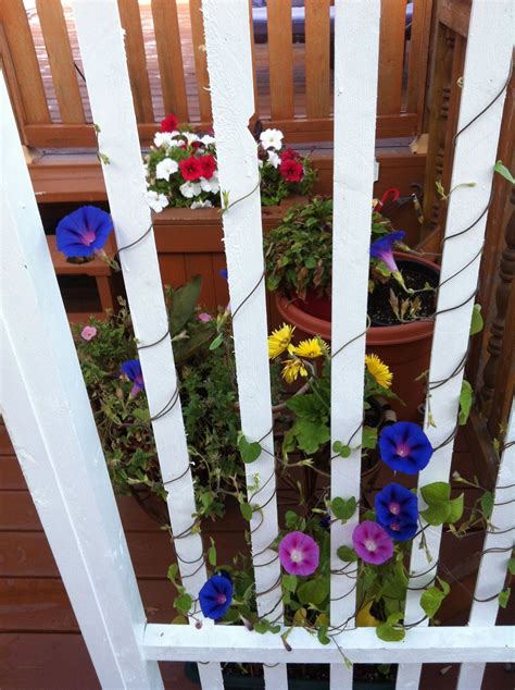 My Morning Glories I Tried Last Summer In A Planter To Climb Up My