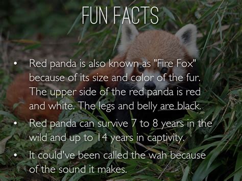 10 Interesting Red Panda Facts My Interesting Facts