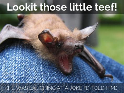 Bat Facts I Learned From An Orphaned Batlet By Erin