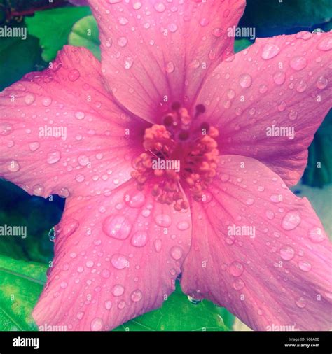 Hibiscus Flower With Rain Droplets Stock Photo Alamy