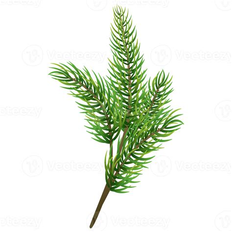 Fir Tree Branch Christmas Pine Tree 19637370 Png