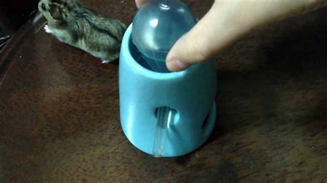 Dwarf Hamster Ceramic Bottle Holder Youtube