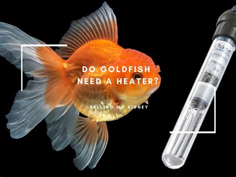 You've probably enjoyed the peace and tranquility of your koi or goldfish pond all summer and fall. Do Goldfish Need a Heater? (Find The Main Reason ...