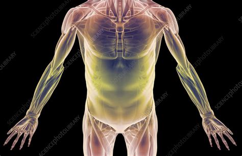 The Muscles Of The Trunk Stock Image F0018547 Science Photo Library