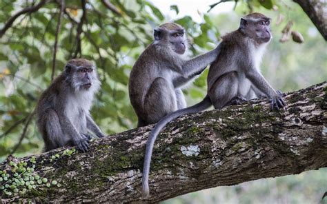 In Bid To Understand Autism Scientists Turn To Monkeys
