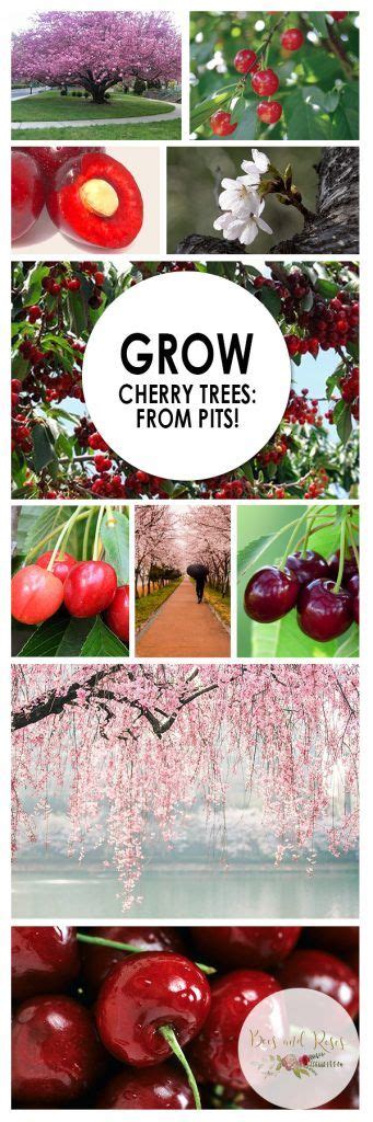 Grow Cherry Trees From Pits — Bees And Roses Gardening Tips And