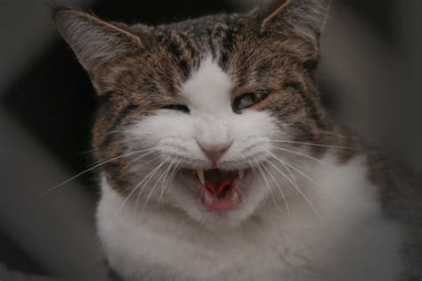 When should i take my sneezing cat to the vet? 13 Reasons Why Your Cat Is Sneezing (Video) | Cat Checkup