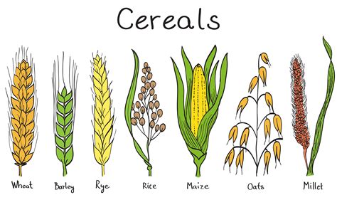 Cereals