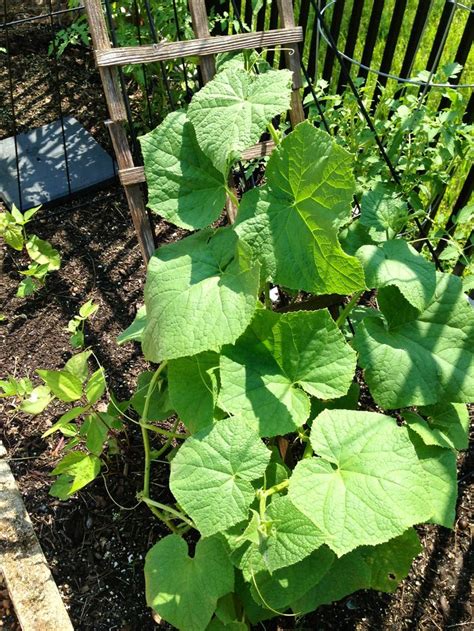 Wait until your cucumber plant begins to sprout then use pruners to trim the leaves along. Growing cucumbers on a trellis. | Veggie Gardening | Pinterest