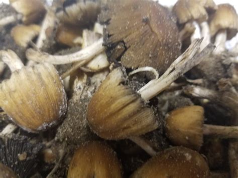Michigan Spring Mushroom Id Mushroom Hunting And