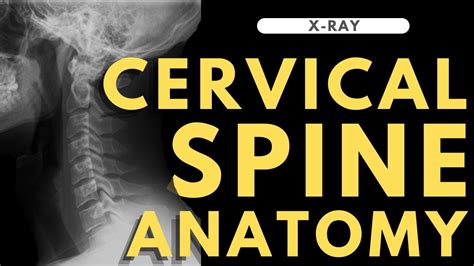 Cervical Spine Anatomy Radiology Anatomy Part 1 Prep C Spine X Ray