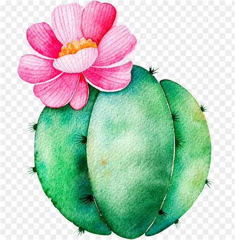 Spherical Cactus Cartoon Transparent Succulent Plants Clip Art Png