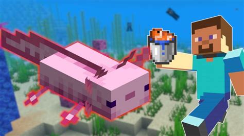 Players Want To Tame Axolotl In Minecraft So You Catch Them