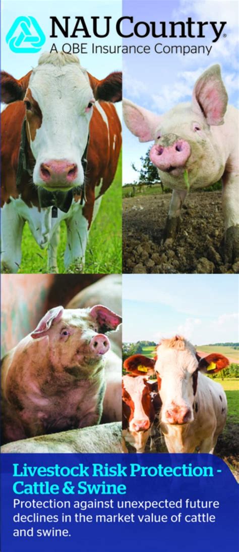 Livestock Insurance And Risk Protection Agquest Financial Services