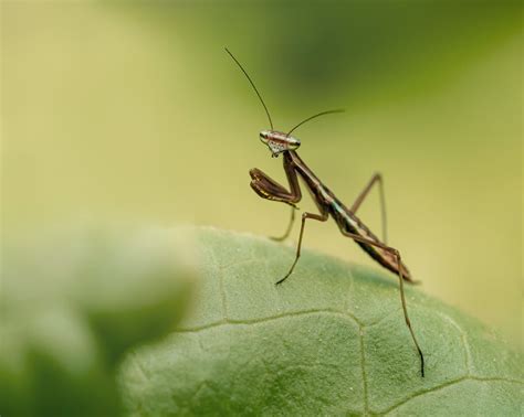 The Importance Of Praying Mantis Dreams Hidden Meaning