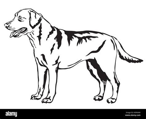 26 Best Ideas For Coloring Black Lab Coloring Pages