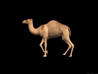 Geico Camel Animated Gif