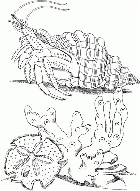 Horseshoe Crab Coloring Page - Coloring Home
