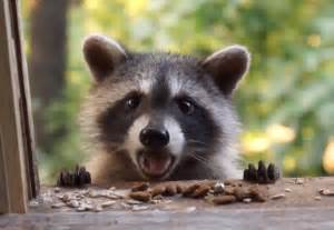 Cuteness Break Just A Bunch Of Baby Raccoons Being Cute Baby Raccoon