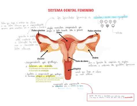 Mapa Mental Sistema Genital Feminino Biologia