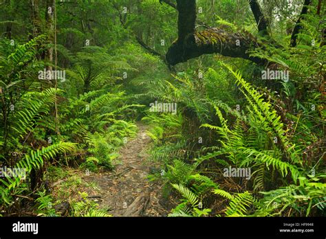 A Path Through Lush Temperate Rainforest In The Garden Route National