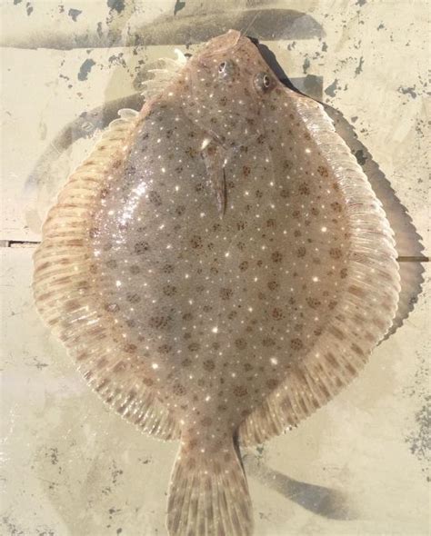 Windowpane Flounder Scophthalmus Aquosus Delaware Surf