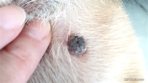Flesh Colored Moles On Dogs Infoupdate Wallpaper Images
