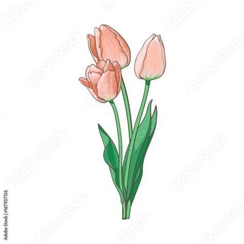 Vector Tulip Set Isolated Illustration On A White Background Flower