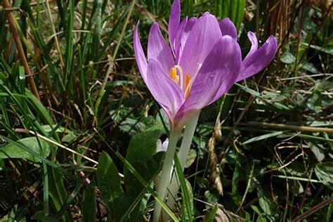 Altri nomi di fiori viola che si trovano in montagna: ZainoinSpalla - La natura in montagna - Fiori - autunno