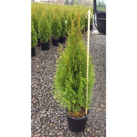 258 Gal Emerald Green Arborvitae Shrub 1001671044 The Home Depot