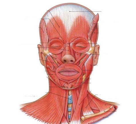 Muscles Of The Head Face And Neck Diagram Quizlet