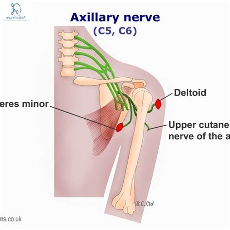 Axillary Nerve Course Motor Sensory And Common Injuries How To