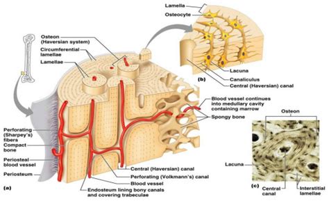 Flashcards Table on HAP 1 - Skeletal System