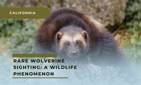 California Rare Wolverine Sighting A Wildlife Phenomenon