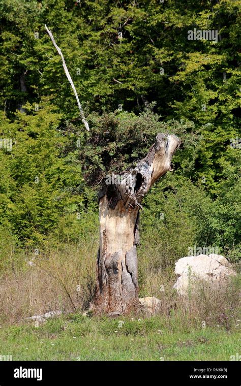 Old Dry Large Tree Stump With Cracked Bark Left After Cutting To Grow