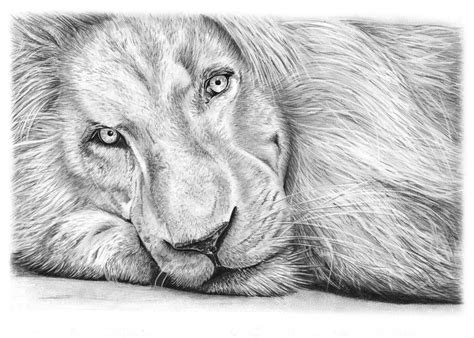 Wildlife art sketches lions animal drawings lion sketch graphite drawings animal art face drawing art drawings. Pencil Drawing of a Lion - Haldir the White African Lion