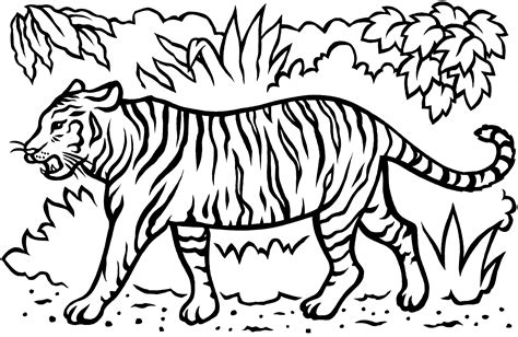 White Tiger Coloring Page At Getcolorings Com Free Printable