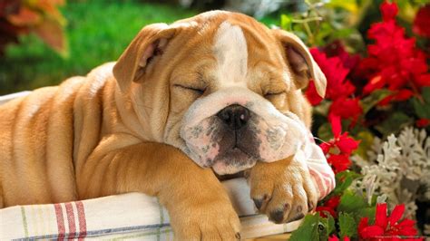 Cute wallpaper pictures of dogs. HD Dog Wallpapers Dog Pictures - HD Animal Wallpapers