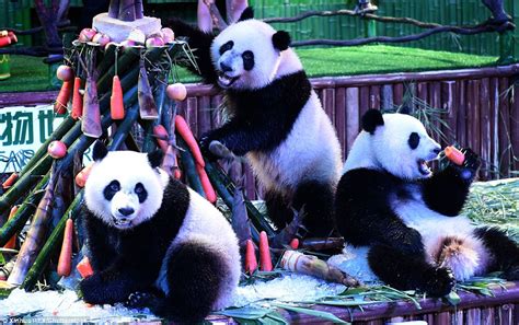 Worlds Only Panda Triplets Meng Meng Shuai Shuai And Ku Ku Celebrate