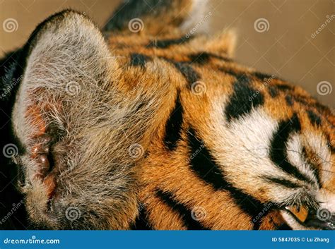 Tiger Ear And Eye Stock Image Image Of Outdoor Look 5847035
