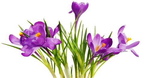 Flowers Png Transparent Images Png All