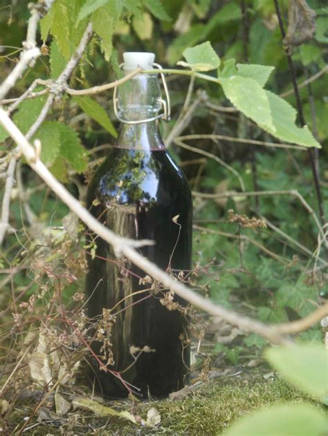 Recette facile dun délicieux sirop de sureau noir