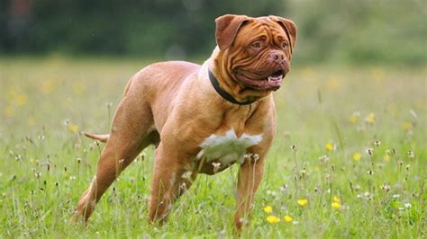 Top 15 Largest Dog Breeds In The World Slviki