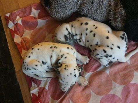 Find the perfect puppy for sale in dallas / fort worth, texas at next day pets. Dalmatian Puppies For Sale | Carrollton, TX #190825 ...