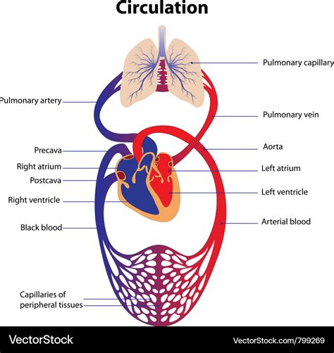 Schematic Representation Of The Human Circulatory Vector Image