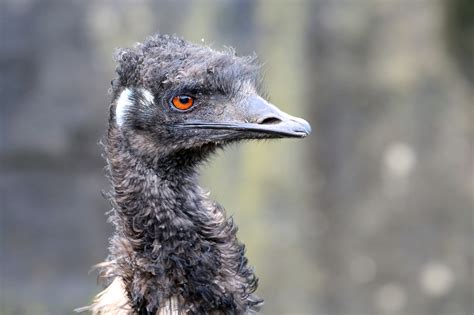 Probably from portuguese ema ((originally) cassowary; Emu Husbandry | American Emu Association