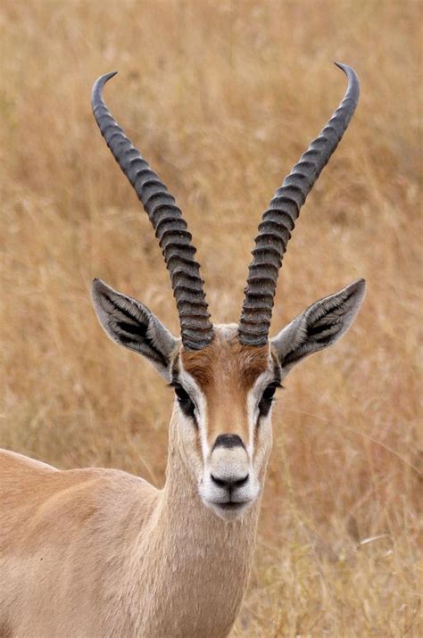 Gazelle Face Africa Animals African Animals Nature Animals