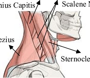 Neck anatomy pictures bones muscles nerves. The neck muscles involved in lateral flexion and ...